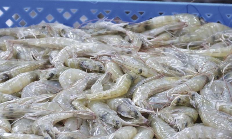 El camarón se posiciona como líder exportador por primera vez en la historia / Foto: cortesía Cámara Nacional de Acuacultura