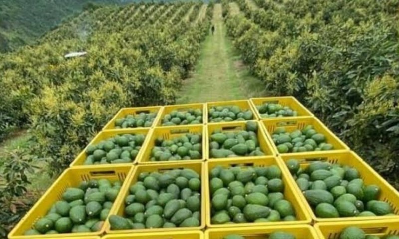 El Ministerio también indicó que sectores como el banano, el camarón, la pesca y las flores mantienen un desempeño favorable durante 2026 / Foto: cortesía El Productor