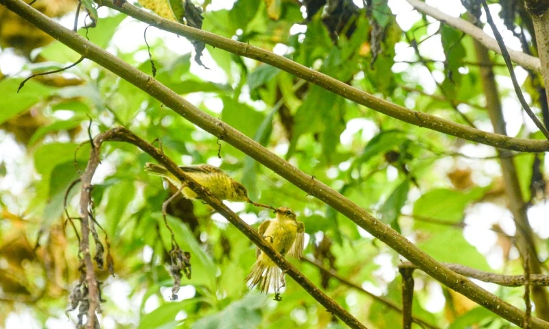 Avistan individuos de pájaro brujo, en peligro crítico, en Galápagos / Foto: EFE