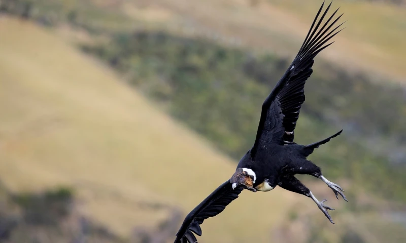 El congreso se llevará a cabo entre el 24 y 29 de octubre y congregará a los especialistas de esta especie emblemática de los Andes / Foto: EFE