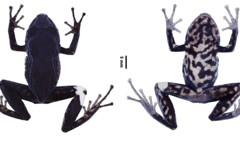 Pristimantis paganus ha sido registrada en Pastaza (Cerro de Abitagua) / Foto: cortesía Inabio