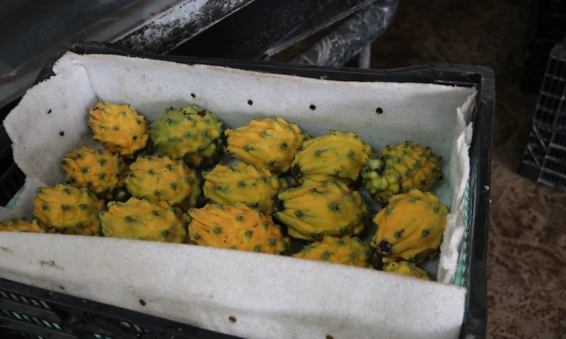 Nobis crea fideicomiso para potenciar la exportación de frutas premium de Ecuador / Foto: El Oriente