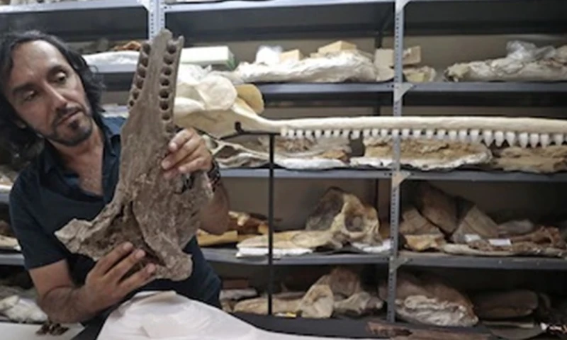 Este cetáceo prehistórico vivió hace 16 millones de años / Foto: cortesía Andina 