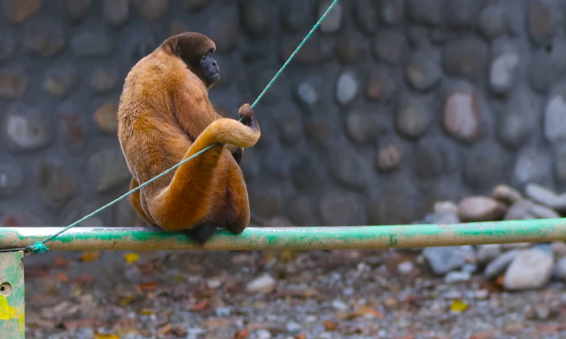 El zoológico ocupa un área de 10 hectáreas de terreno reforestado y alberga una variedad de especies / Foto: Cortesía El Oriente