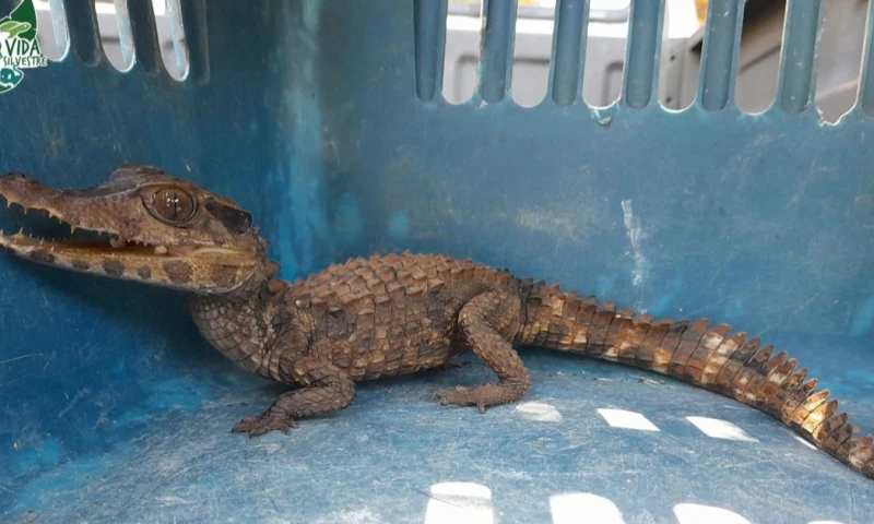 En Ecuador, el problema tiene expresiones tanto en la Amazonía como en zonas marinas / Foto: cortesía MAATE Zonal 8