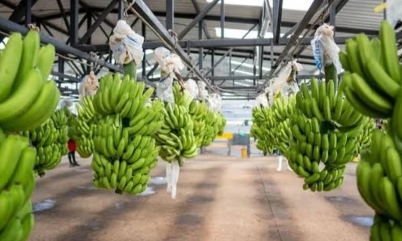 De acuerdo con Acorbanec, entre enero y mayo se exportaron 181,43 millones de cajas, volumen superior al registrado en el mismo período de 2025 / Foto: cortesía 