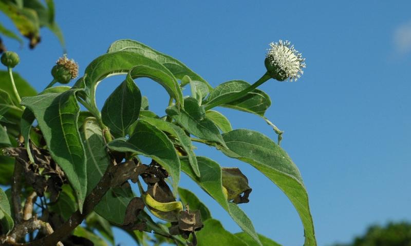 Desvelan la explosiva diversificación de las margaritas en las Galápago / Foto: EFE