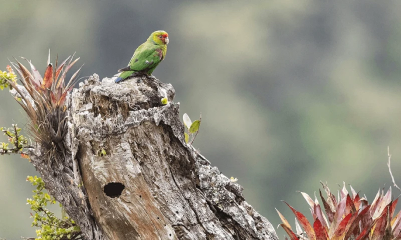 El loro carirrojo mide unos 22 centímetros y se reconoce fácilmente por el rojo brillante alrededor de su pico / Foto: cortesía American Bird Conservancy