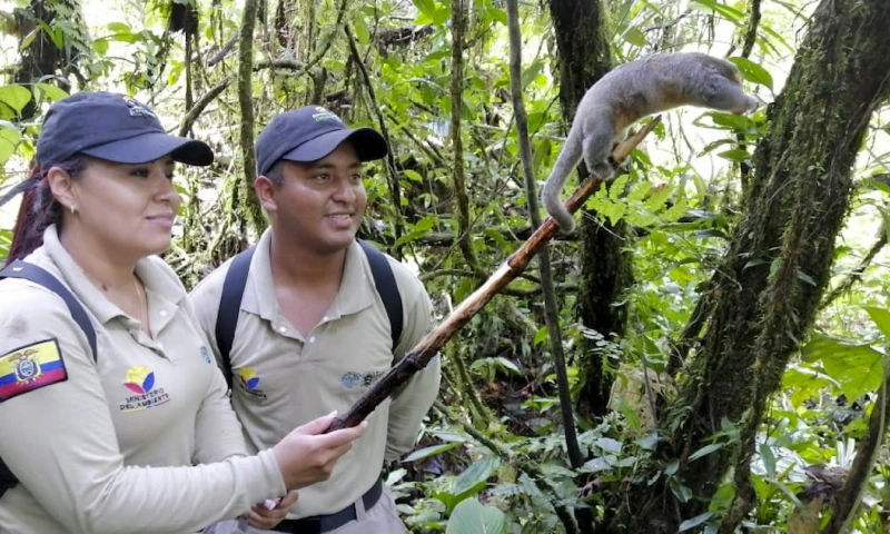 Perezosos, tortugas, boas… regresaron a su hábitat natural en Sucumbíos / Foto MAAE