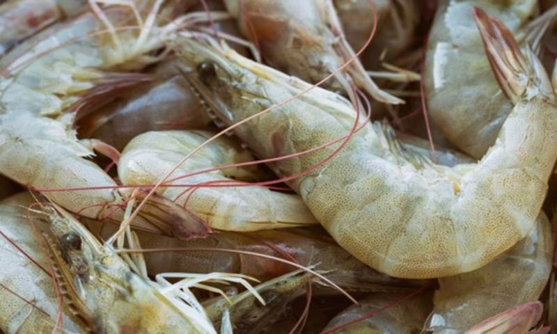 Las autoridades ecuatorianas nos han confirmado que Ecuador se mantiene en negociación y que estaría en etapas definitorias en el transcurso de estos días/ Foto: cortesía Cámara Marítima