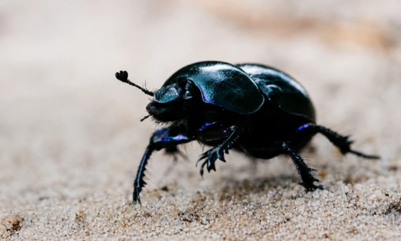 El insecto se caracteriza por su color negro brillante y morfología única / Foto: cortesía