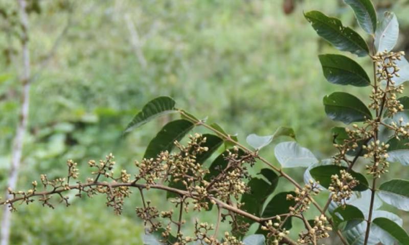 La especie restringida a áreas deforestadas de San Miguel de los Bancos y de las montañas de Mache entre las provincias de Esmeraldas y Manabí/ Foto cortesía Walter Palacios
