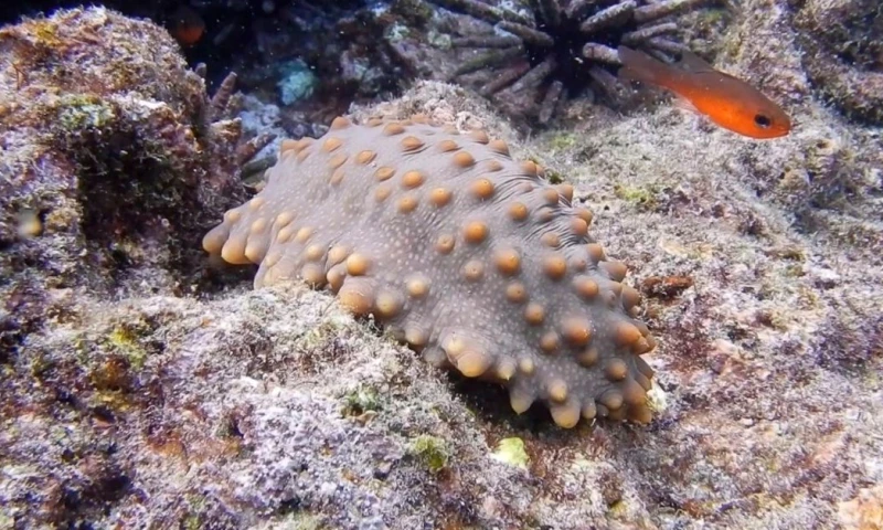 Ecuador abre la pesca controlada de pepinos de mar en una reserva de Galápagos/ Foto: EFE