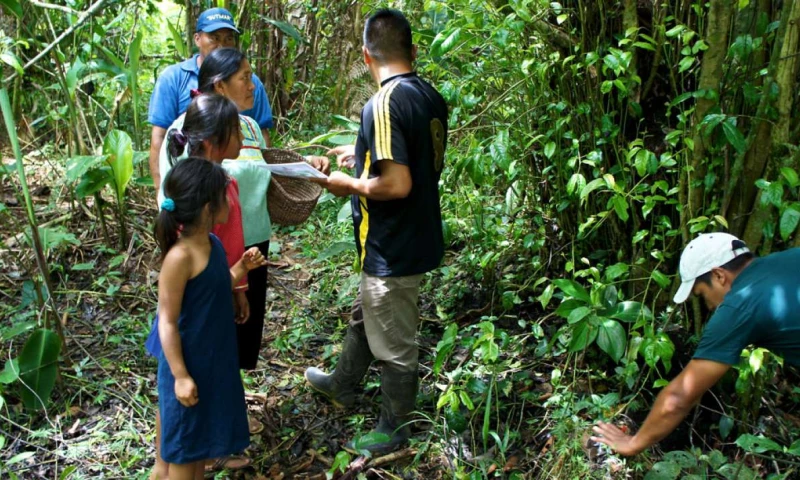 La guayusa, una planta milenaria y curativa - Foto: El Tiempo Ecuador