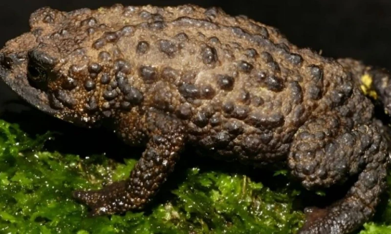 El anfibio 'Osornophryne' es endémico de los Andes del norte de Suramérica / Foto: cortesía Inabio 