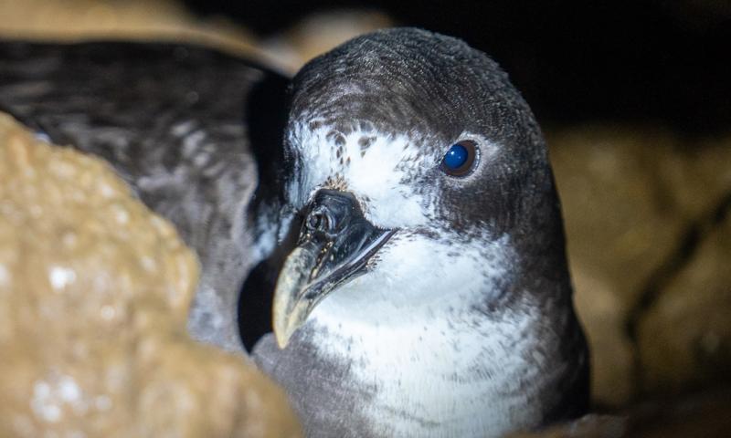 Científicamente conocido como Pterodroma phaeopygia, esta ave pasa gran parte de su vida en el mar, alimentándose de calamares, peces pequeños e invertebrados./ Foto: cortesía EFE