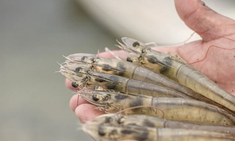 Ecuador experimentó aumentos consecutivos en febrero y marzo / Foto: cortesía CNA