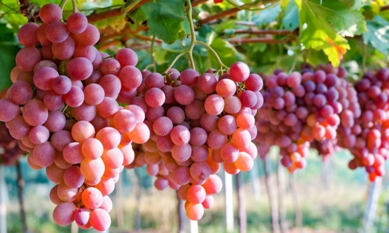 Agrocalidad emitió un memorando en el que dispuso suspender los certificados fitosanitarios de importación de uva peruana / Foto: cortesía Silvestre Perú