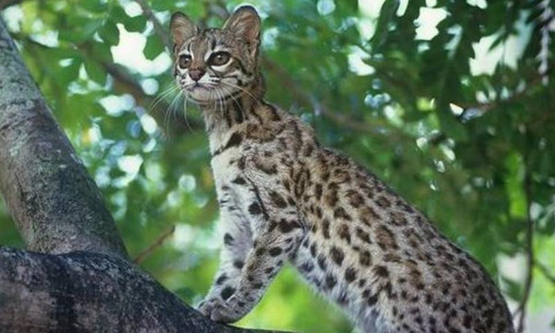 También se observaron otras especies con alteraciones genéticas, como agutíes negros, tayras y coatíes andinos / Foto: cortesía 