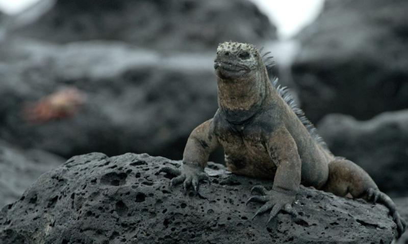 Ambas especies de iguanas fueron incluidas en el Apéndice I, el nivel más alto de protección internacional / Foto: cortesía MAE