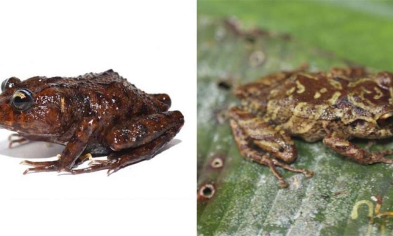 Izquierda: rana Lynchius megacephalus (cabeza grande), su descubrimiento se anunció la semana anterior. Derecha: rana de la especie Pristimantis mallii, descubierta el martes 19 de marzo. Foto: EL TELÉGRAFO 