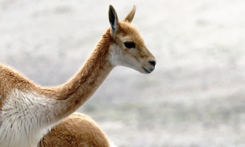 El Convenio de la Vicuña reconoce el valor ecológico y económico de esta especie nativa / Foto: cortesía MAATE