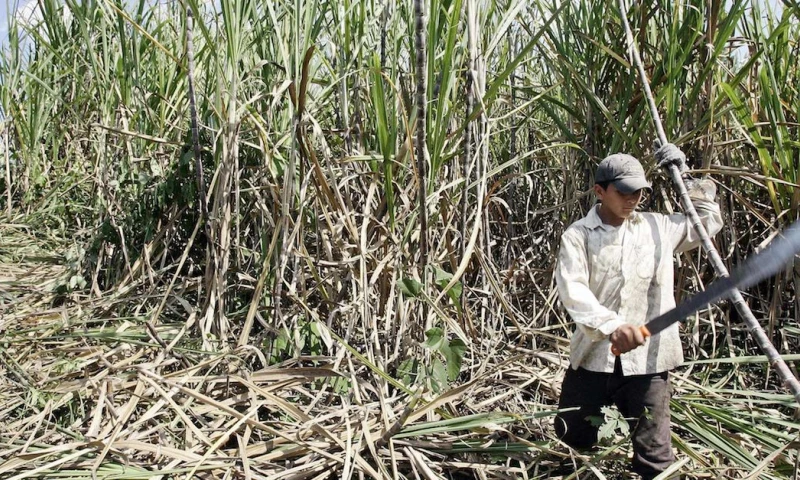 El precio referencial de la caña de azúcar sube por primera vez en 7 años / Foto: EFE