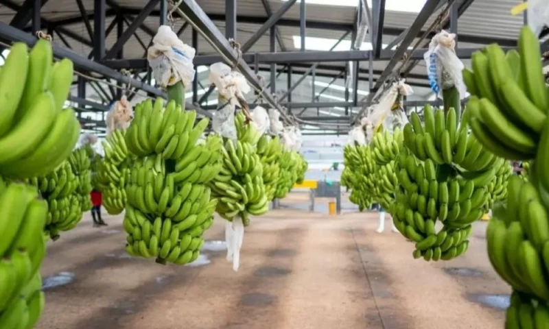 Actualmente, Tanzania es el segundo mayor productor de banano de África Oriental, solo por detrás de Uganda / Foto: cortesía 