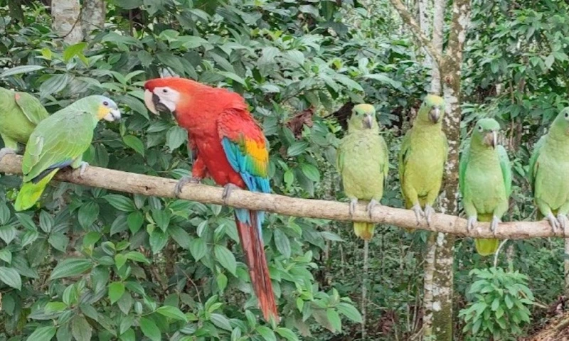 10 aves fueron rescatadas en Joya de los Sacha / Foto: cortesía ministerio de Ambiente