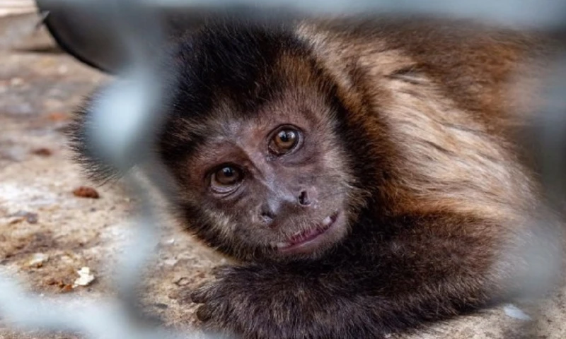 3 años de prisión por tener en su domicilio a un animal en peligro de extinción / Foto: cortesía Fiscalía