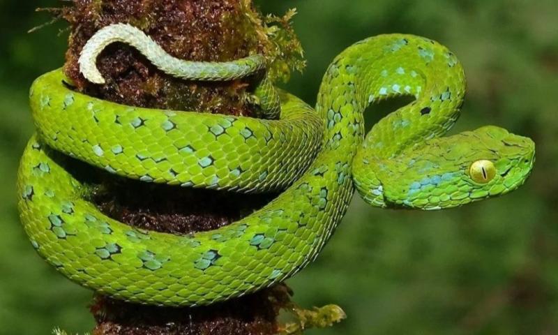 Entre los hallazgos más destacados se encuentran siete especies nunca antes registradas / Foto: cortesía