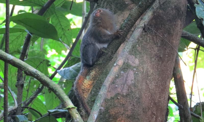 Una nueva especie de leoncillo fue descubierto en la Amazonía / Foto: EFE