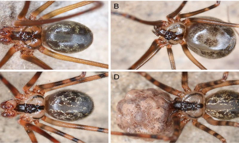 Los investigadores realizaron una expedición en la reserva forestal Cavernas del Ánzu/ Foto: cortesía