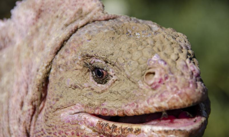 Los herpes son un tipo de virus que puede infectar a muchos animales diferentes, incluidos los humanos / Foto: EFE