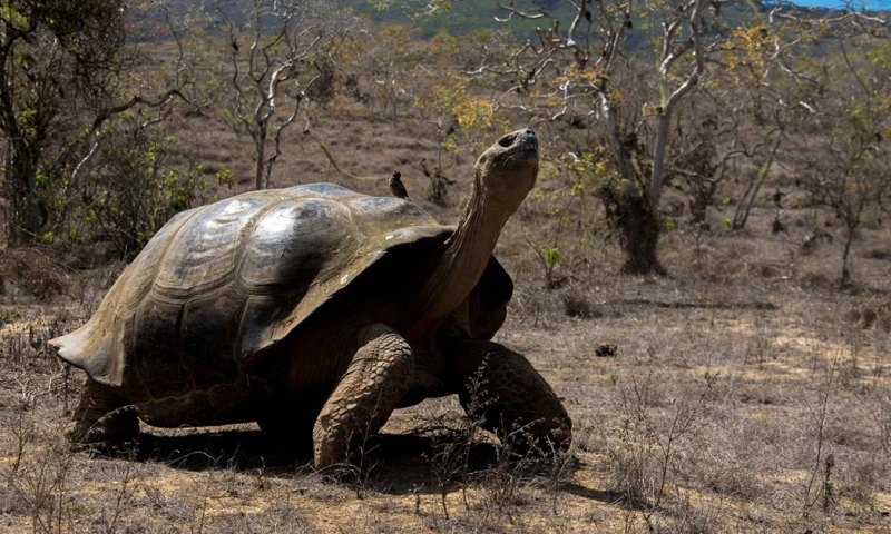 Principales noticias de Ecuador hoy - 9 de noviembre de 2023 / Foto: cortesía Fundación Charles Darwin 