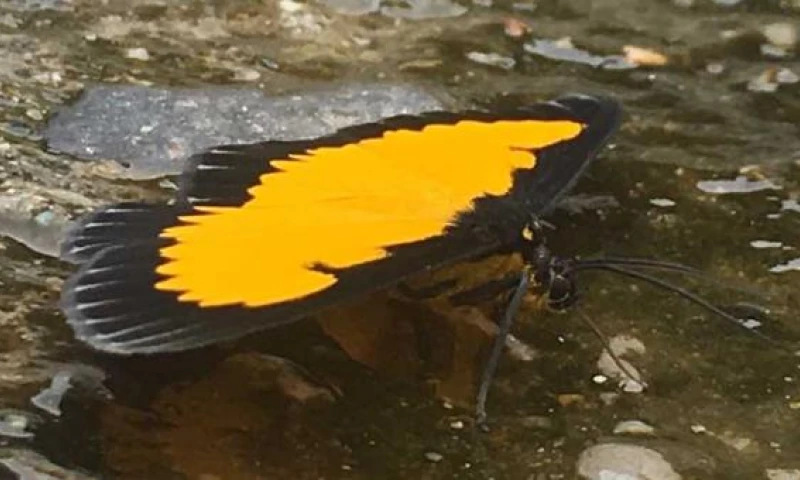 Cerca de 1 100 variedades de lepidópteros habitan en este lugar de la comunidad de Cando, en la parroquia de Tálag, del cantón Tena. Foto: El Comercio
