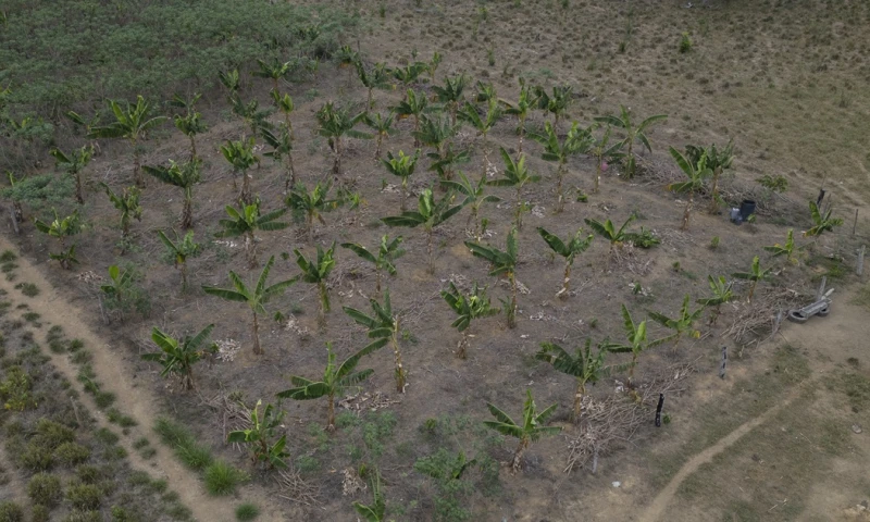 Hace unos años, la Empresa Brasileña de Investigación Agropecuaria, una institución pública dedicada a la innovación en el campo, llamó a las puertas de los habitantes de Mamuí con una propuesta: instalar sistemas agroforestales./ Foto: cortesía EFE