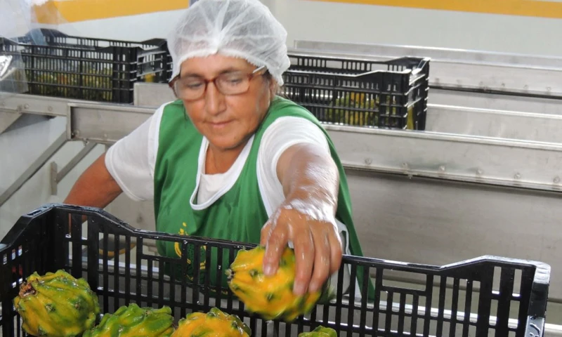 Desde 2023, la pitahaya ya accedió al mercado chino / Foto: cortesía MAG