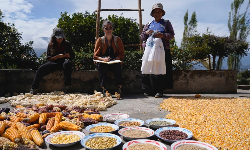 Fueron reconocidos como "Sistemas Importantes del Patrimonio Agrícola Mundial" por su importancia mundial y su apoyo a la seguridad alimentaria / Foto: cortesía FAO Ecuador 
