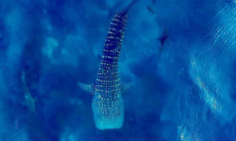 Ya son 758 tiburones ballenas registrados en la Reserva Marina de Galápagos desde 2001 / Foto: cortesía Parque Nacional Galápagos