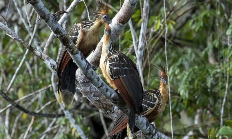 Mencionó que la exposición a sustancias peligrosas y residuos amenazan su salud / Foto: EFE