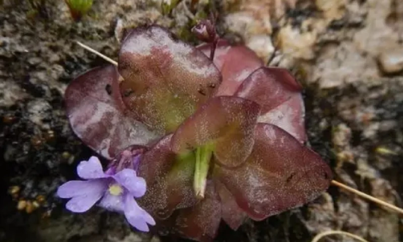 Las plantas fueron descritas en las provincias de Loja y Zamora Chinchipe por investigadores del Herbario QCA de la Pontificia Universidad Católica del Ecuador / Foto: cortesía