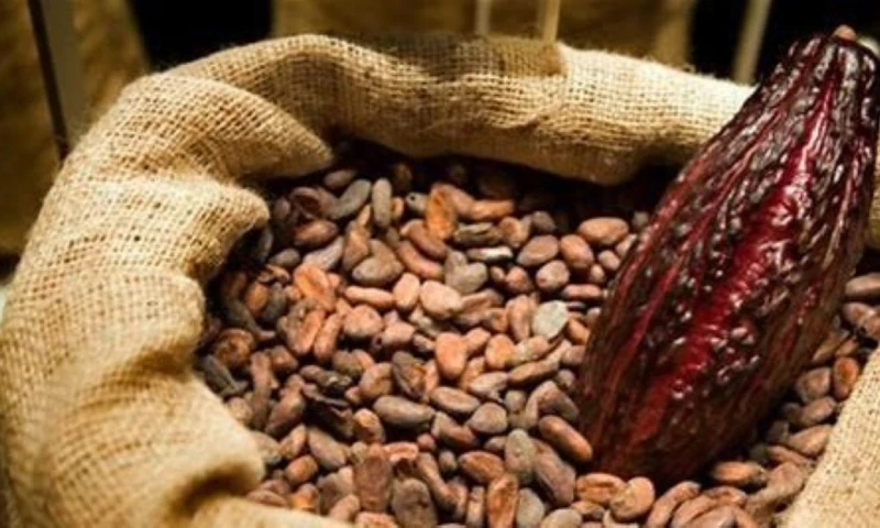 Los precios del cacao han registrado un incremento de casi el 200 % / Foto: cortesía 