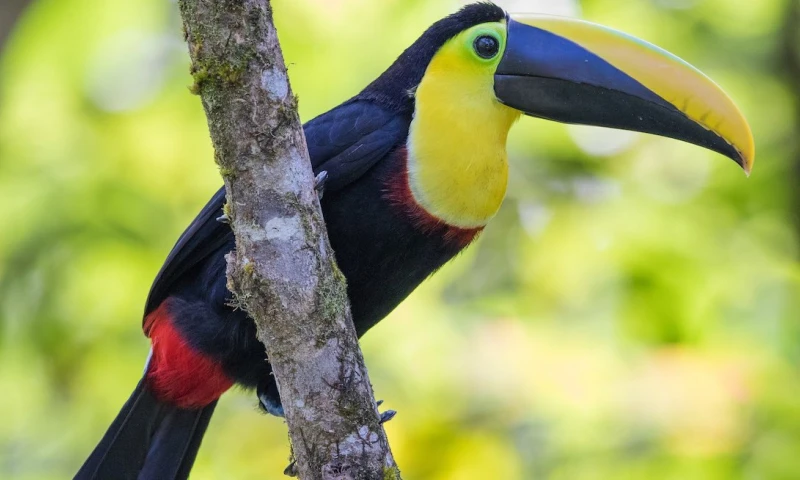 El tucán andino fue declarado "Ave emblemática" de Pichincha / Foto: EFE 