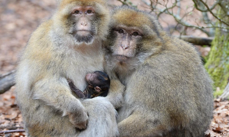 La investigación espera que el estudio “profundice la comprensión del desarrollo embrionario humano y arroje luz sobre algunas de las causas de los abortos espontáneos tempranos"  / Foto: EFE