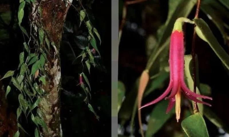 Ecuador alberga más de 40 especies del género Ceratostema / Foto: cortesía