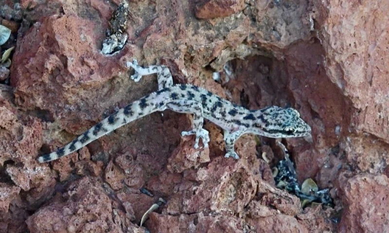 Estudios morfológicos confirmaron que la especie redescubierta corresponde a una Unidad Evolutiva Significativa / Foto: cortesía Parque Nacional Galápagos