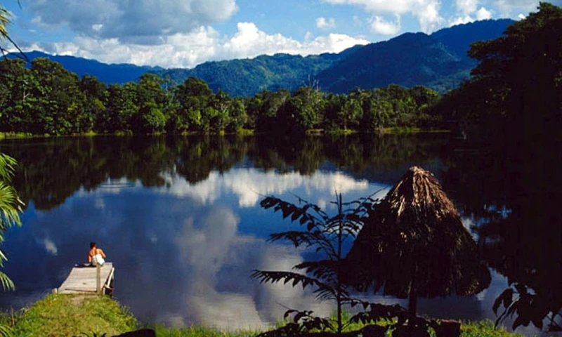 Para 2030 busca restaurar y cultivar treinta millones de árboles / Foto: cortesía EFE