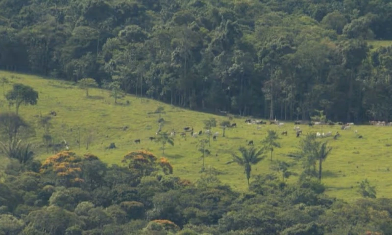 Entre abril y junio de 2025, la región perdió 1.198 hectáreas de bosque / Foto: cortesía Catalina Sanabria