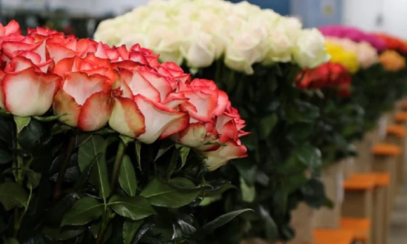 Ecuador exporta más de $ 4.500 millones anuales a Estados Unidos / Foto: cortesía Ministerio de Agricultura 